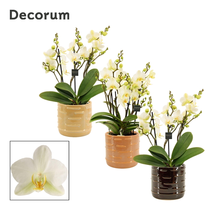 <h4>Phalaenopsis dazzling Lausanne 3-4 tak in Lois (Deco-collection)</h4>
