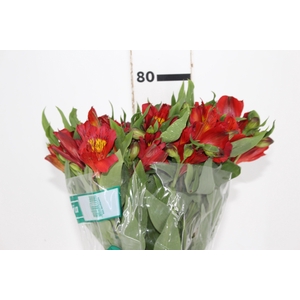ALSTROEMERIA ANGELINA 080 CM