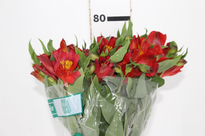 <h4>ALSTROEMERIA ANGELINA 080 CM</h4>