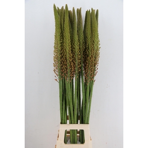 EREMURUS CLEOPATRA