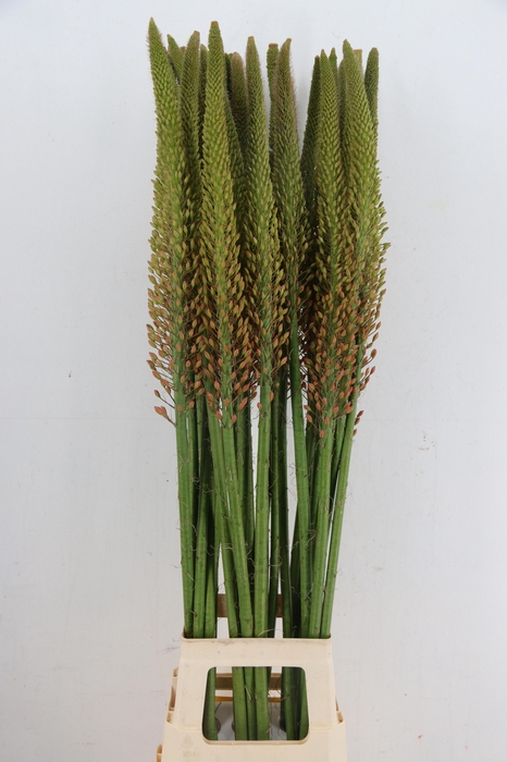<h4>EREMURUS CLEOPATRA</h4>