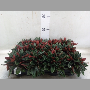 Peperomia  'Rocca Scuro'