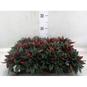Peperomia  'Rocca Scuro'