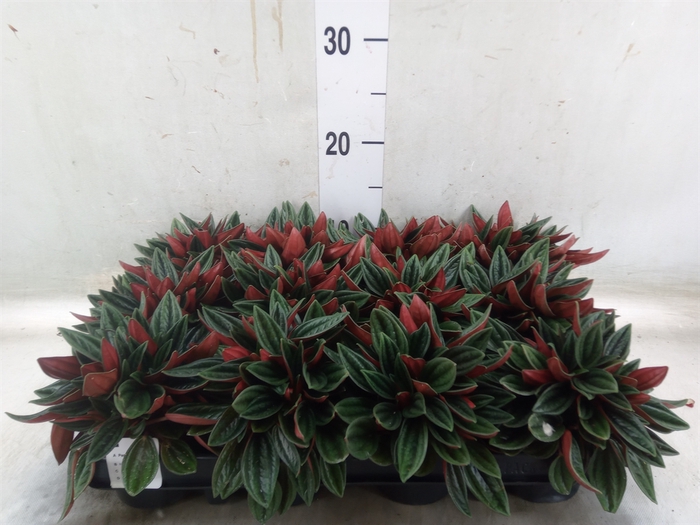 <h4>Peperomia  'Rocca Scuro'</h4>