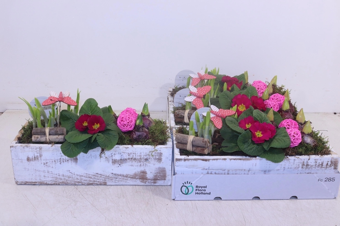 <h4>ARR TUINPLANTEN</h4>