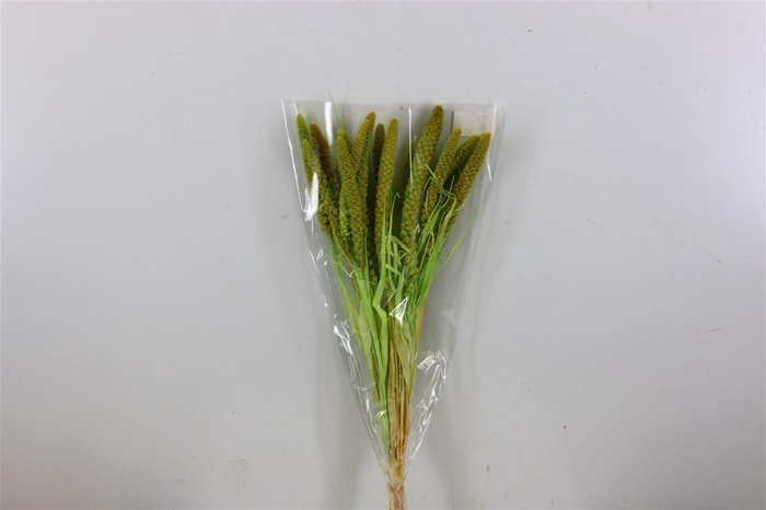 <h4>Dried Setaria Italica Light Green Bunch</h4>