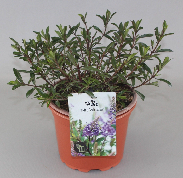 <h4>Hebe Mrs. Winder C2</h4>