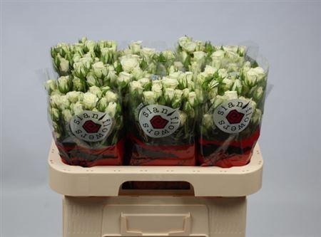 <h4>R Tr Snowflake</h4>