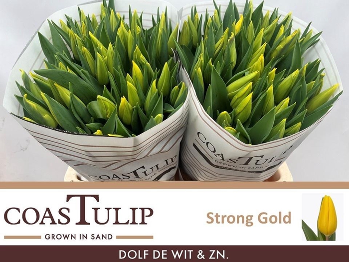 <h4>TU EN STRONG GOLD</h4>
