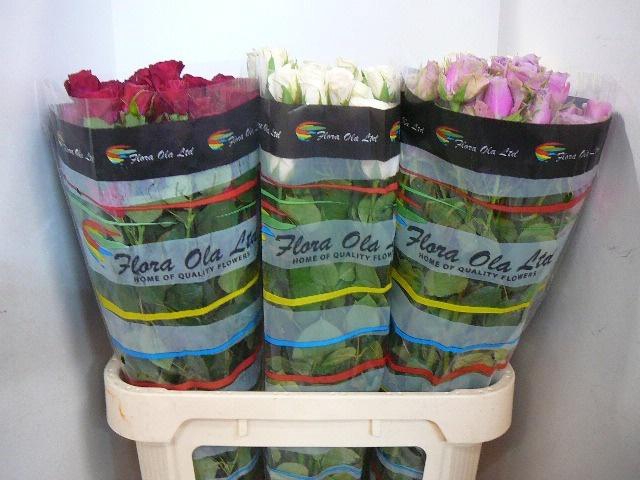 <h4>R TR GEM IN FUST</h4>