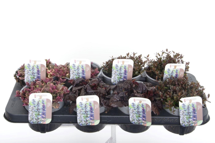 <h4>Ajuga reptans mix tray</h4>