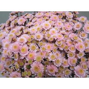 Chr T Stallion Sweet Rose