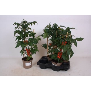 TOMATENPLANTEN