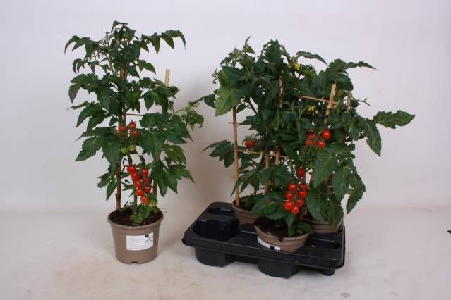 <h4>TOMATENPLANTEN</h4>