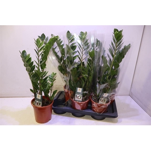 Zamio Zamiifolia