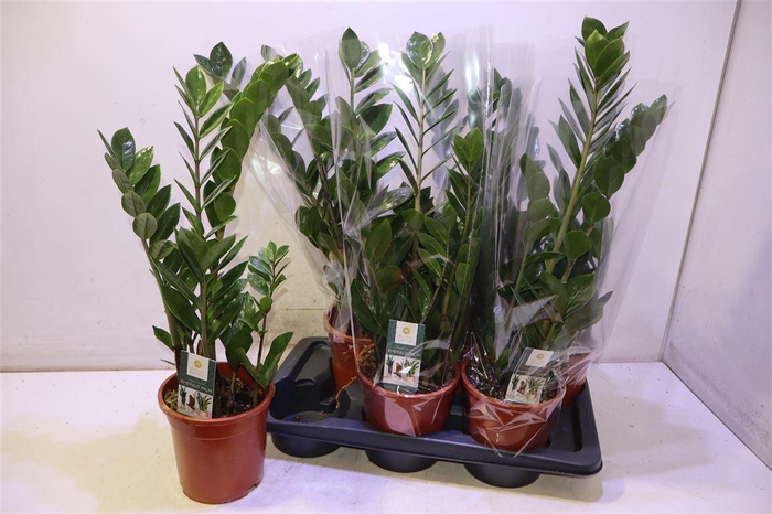 <h4>Zamio Zamiifolia</h4>