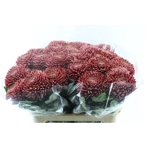Chr G Bigoudi Red