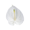 ANTHURIUM PRESENCE 9/11 035 CM DIAM MIN 9 CM BRANCO