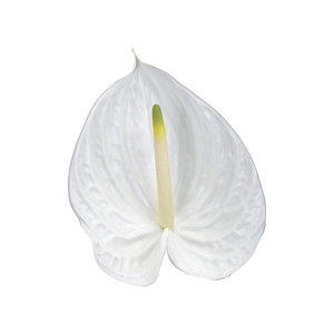 ANTHURIUM PRESENCE 9/11 035 CM DIAM MIN 9 CM BRANCO