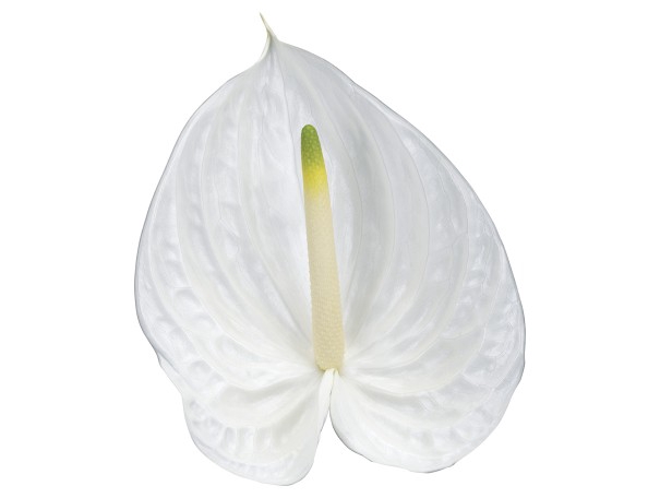 <h4>ANTHURIUM PRESENCE 11/13 040 CM DIAM MIN 11 CM BRANCO</h4>