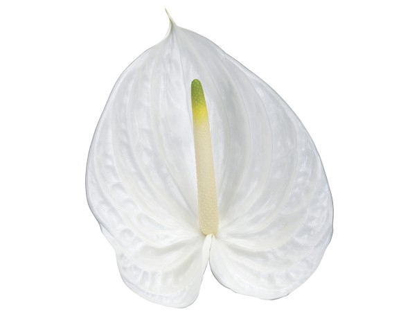 ANTHURIUM PRESENCE 9/11 035 CM DIAM MIN 9 CM BRANCO