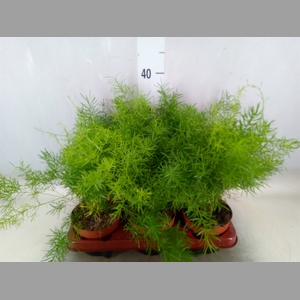 Asparagus dens. 'Sprengeri'