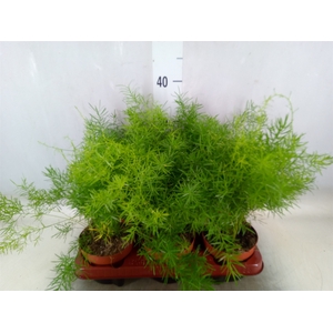 Asparagus dens. 'Sprengeri'