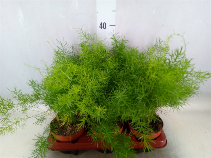 <h4>Asparagus dens. 'Sprengeri'</h4>