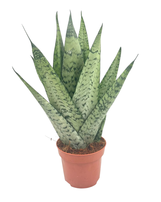 <h4>Sansevieria Zeylanica Fan 12 cm</h4>