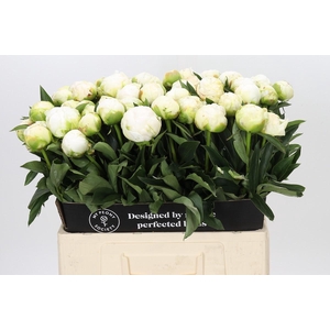 Paeonia Madame Claude Tain