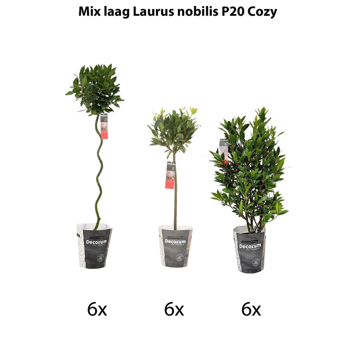 Mix laag Laurus nobilis P20 kerst potcover