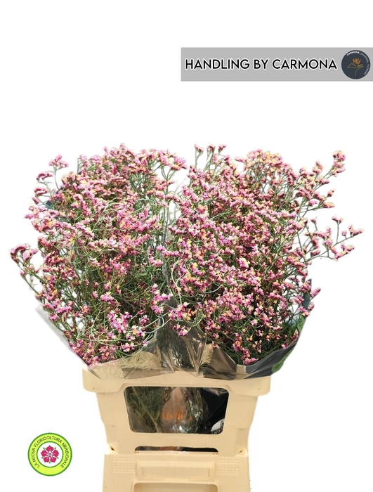 <h4>LIM SIN CHINA RED</h4>