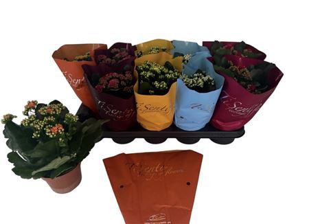 Kal Ge Gem P12 Tisento