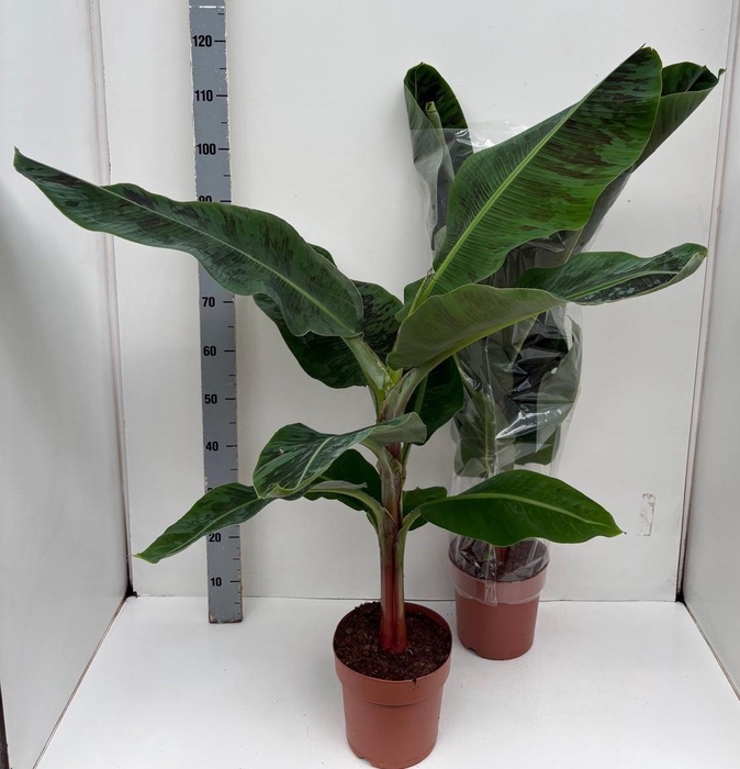 <h4>MUSA DWARF CAVENDISH</h4>