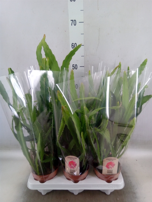 <h4>Epiphyllum   ...</h4>