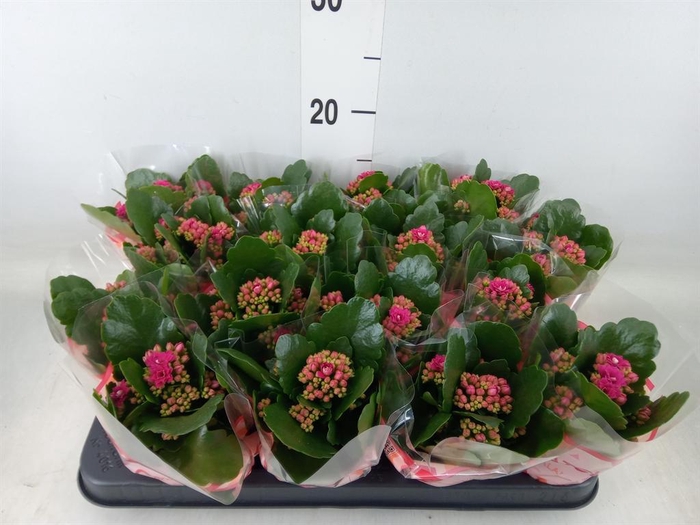 <h4>Kalanchoe blos. 'Garbo lilac'</h4>