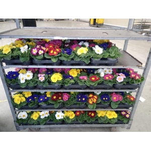 Primula ac.   ...mix