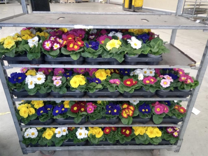 <h4>Primula ac.   ...mix</h4>