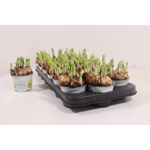 NARCISSUS TETE A TETE P9