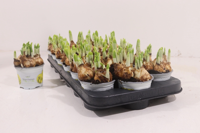 <h4>NARCISSUS TETE A TETE P9</h4>