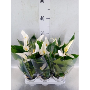 Anthurium  'Banderola Cava'