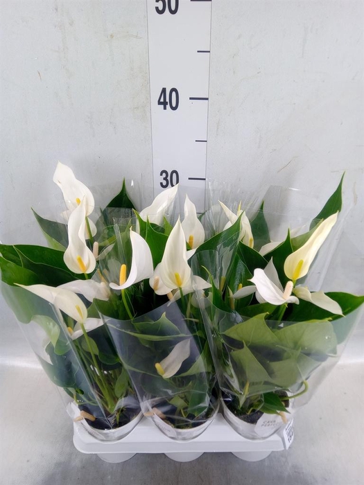 <h4>Anthurium  'Banderola Cava'</h4>