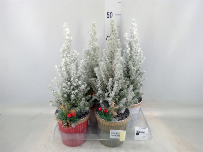 <h4>Picea glauca 'Conica'</h4>