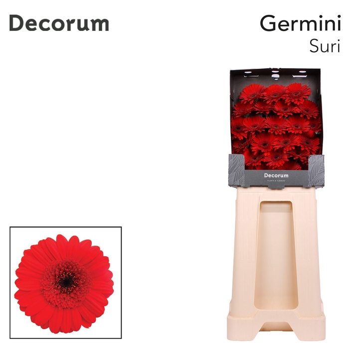 <h4>Germini Suri Diamond</h4>