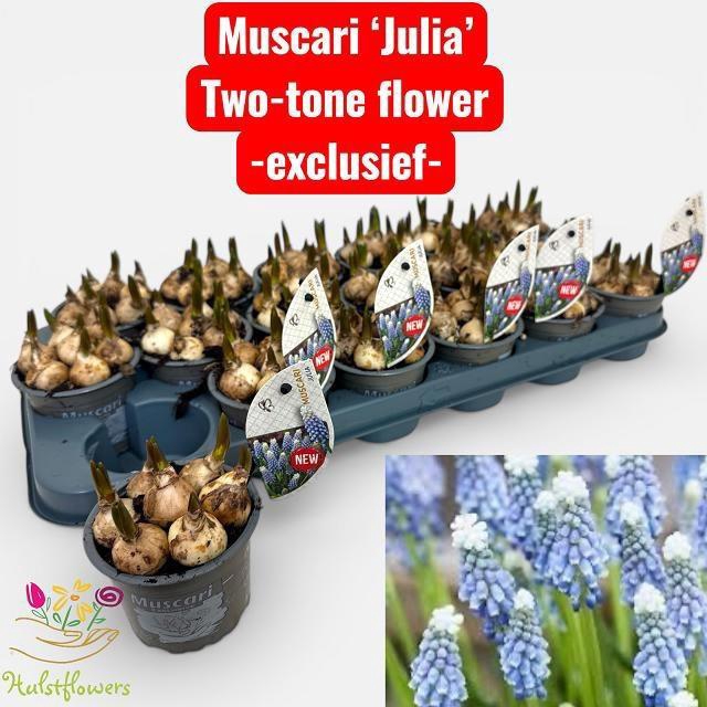 <h4>MUSCAR JULIA</h4>