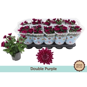 Chrysant Double Purple