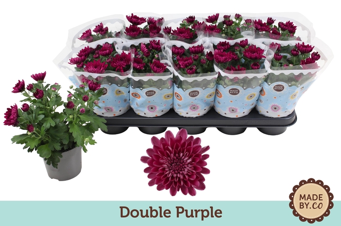 <h4>Chrysant Double Purple</h4>