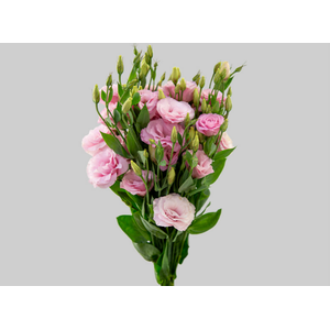 LISIANTHUS F1 ARENA III HOT PINK 070 CM MIN 500 GRAMAS ROSA