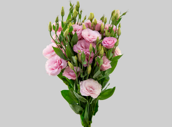 <h4>LISIANTHUS F1 ARENA III HOT PINK 070 CM MIN 500 GRAMAS ROSA</h4>