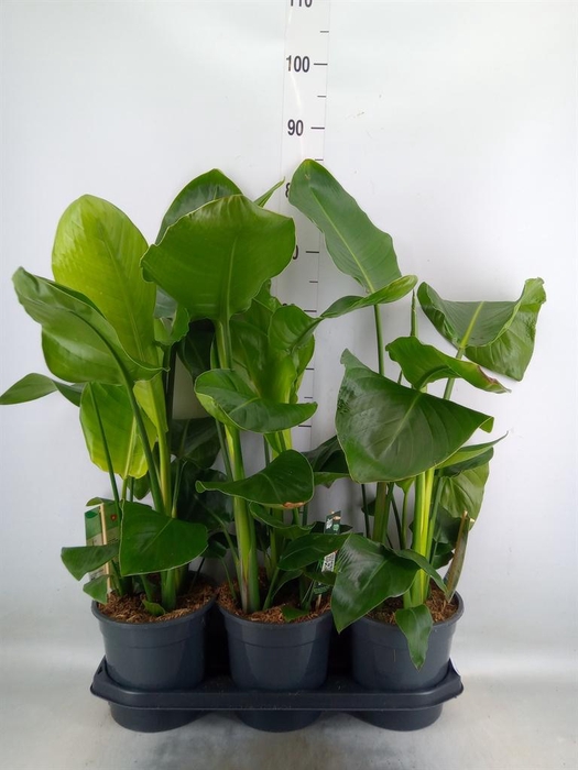 <h4>Strelitzia nicolai</h4>
